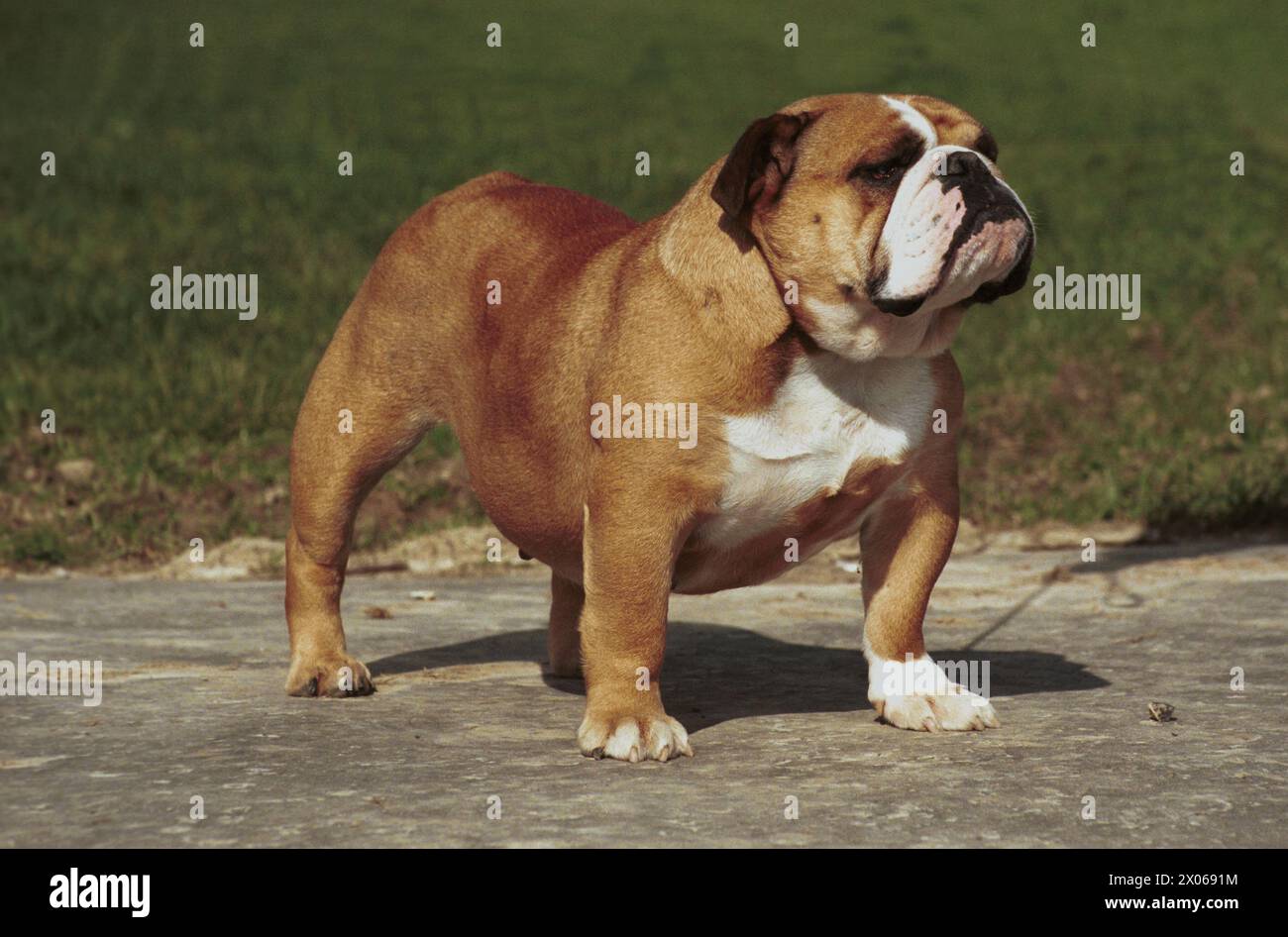 English Bulldog Red with White Dog Show Stance Stock Photo