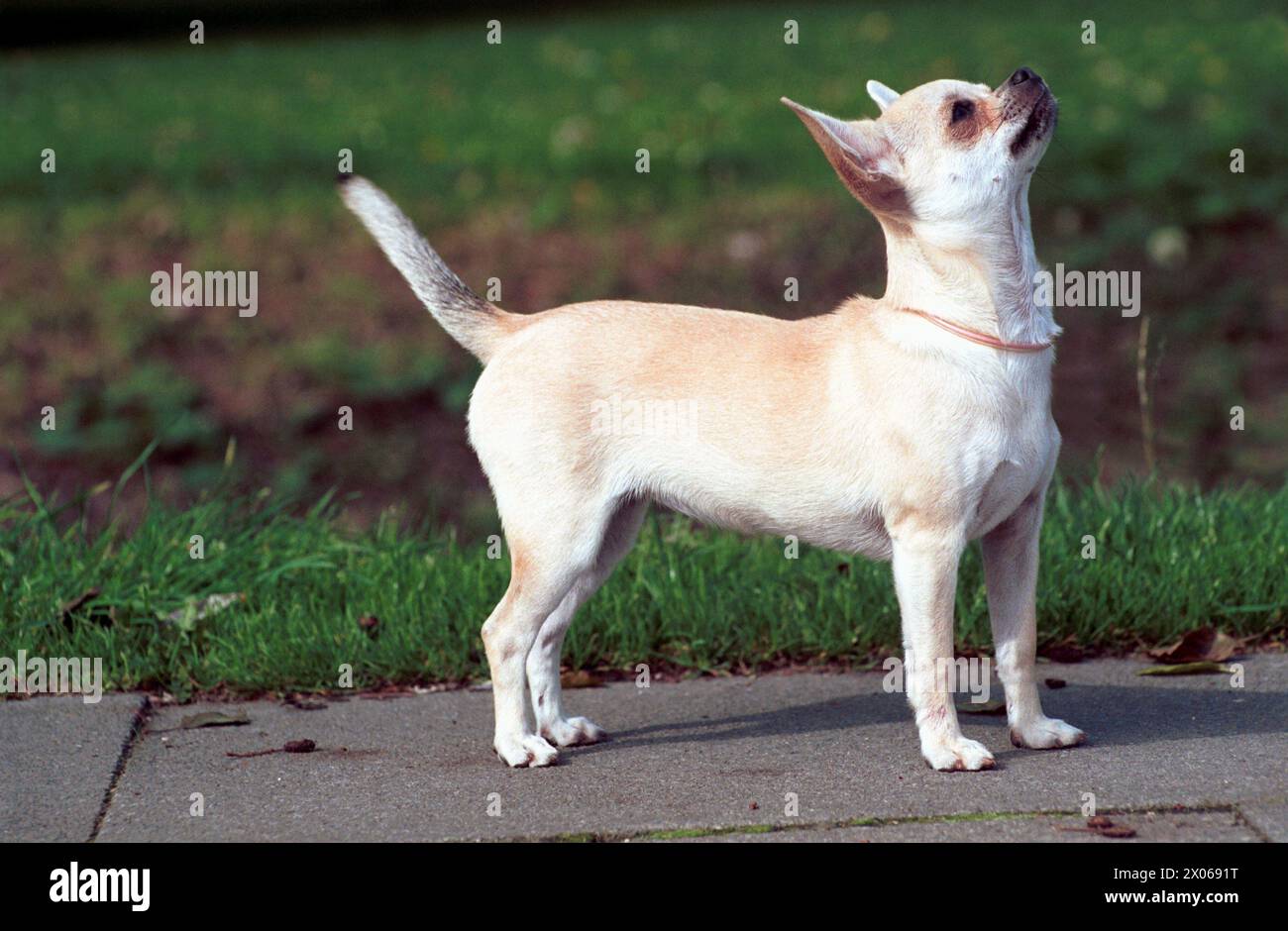 Chihuahua Smooth Fawn Dog Sideview Stock Photo