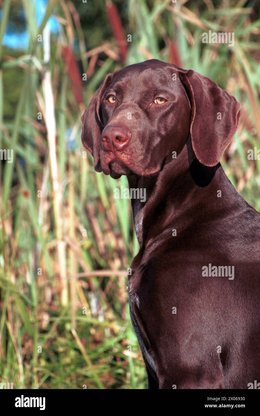 German Shorthaired Pointer Liver Dog Head Looking Forwards Stock Photo