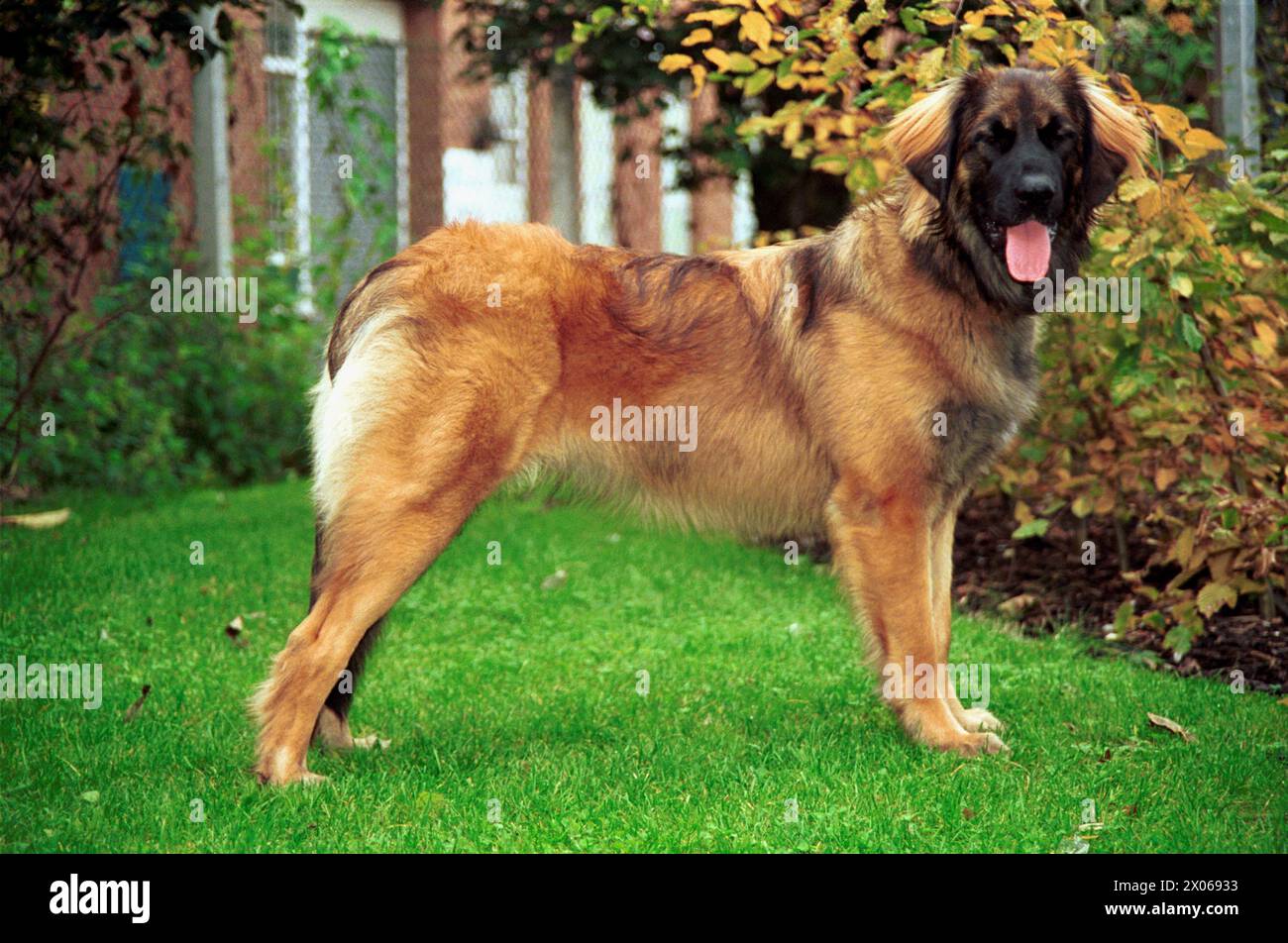 Sandy Leonberger Puppy Dog Stood Sideways in Garden Stock Photo
