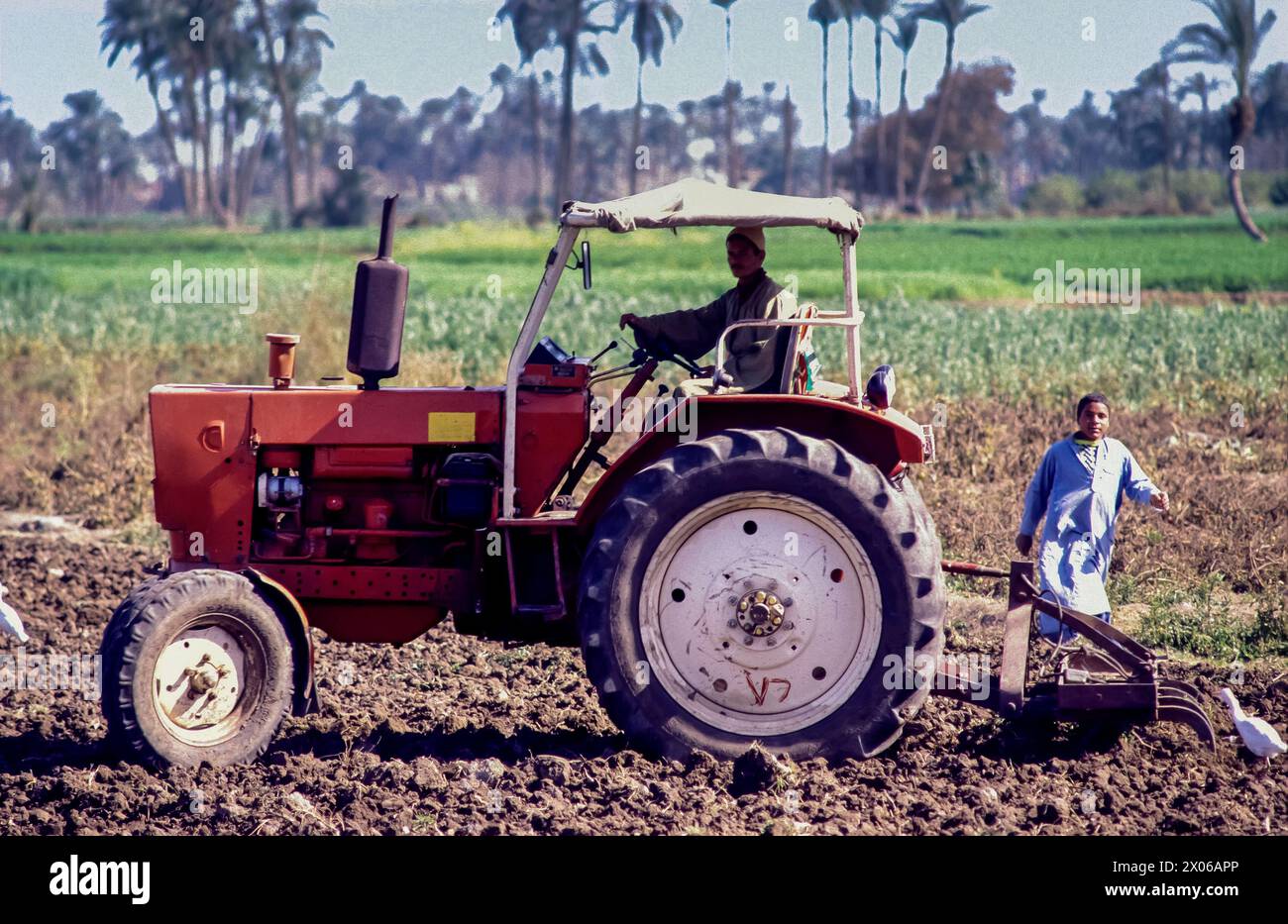 Egypt, Fayoum Valley; farmer ploughing the field with a tractor Stock ...