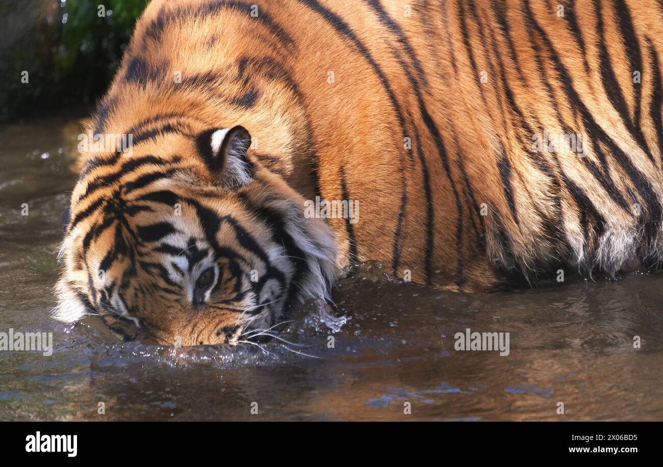 Sumatra-Tiger im Zoo Krefeld in verschiedenen Aktionen. Tiger *** Sumatran tigers at Krefeld Zoo in various tiger activities Stock Photo