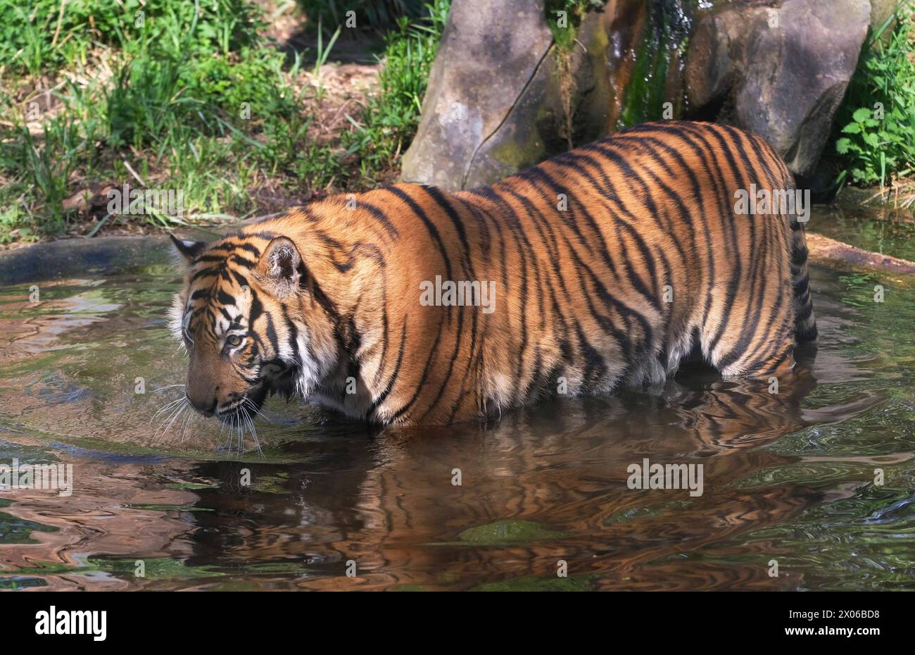 Sumatra-Tiger im Zoo Krefeld in verschiedenen Aktionen. Tiger *** Sumatran tigers at Krefeld Zoo in various tiger activities Stock Photo