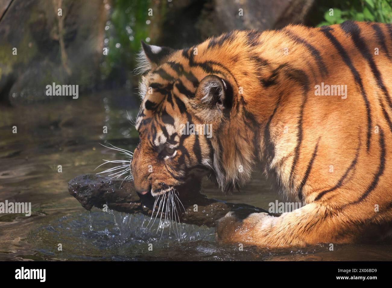 Sumatra-Tiger im Zoo Krefeld in verschiedenen Aktionen. Tiger *** Sumatran tigers at Krefeld Zoo in various tiger activities Stock Photo