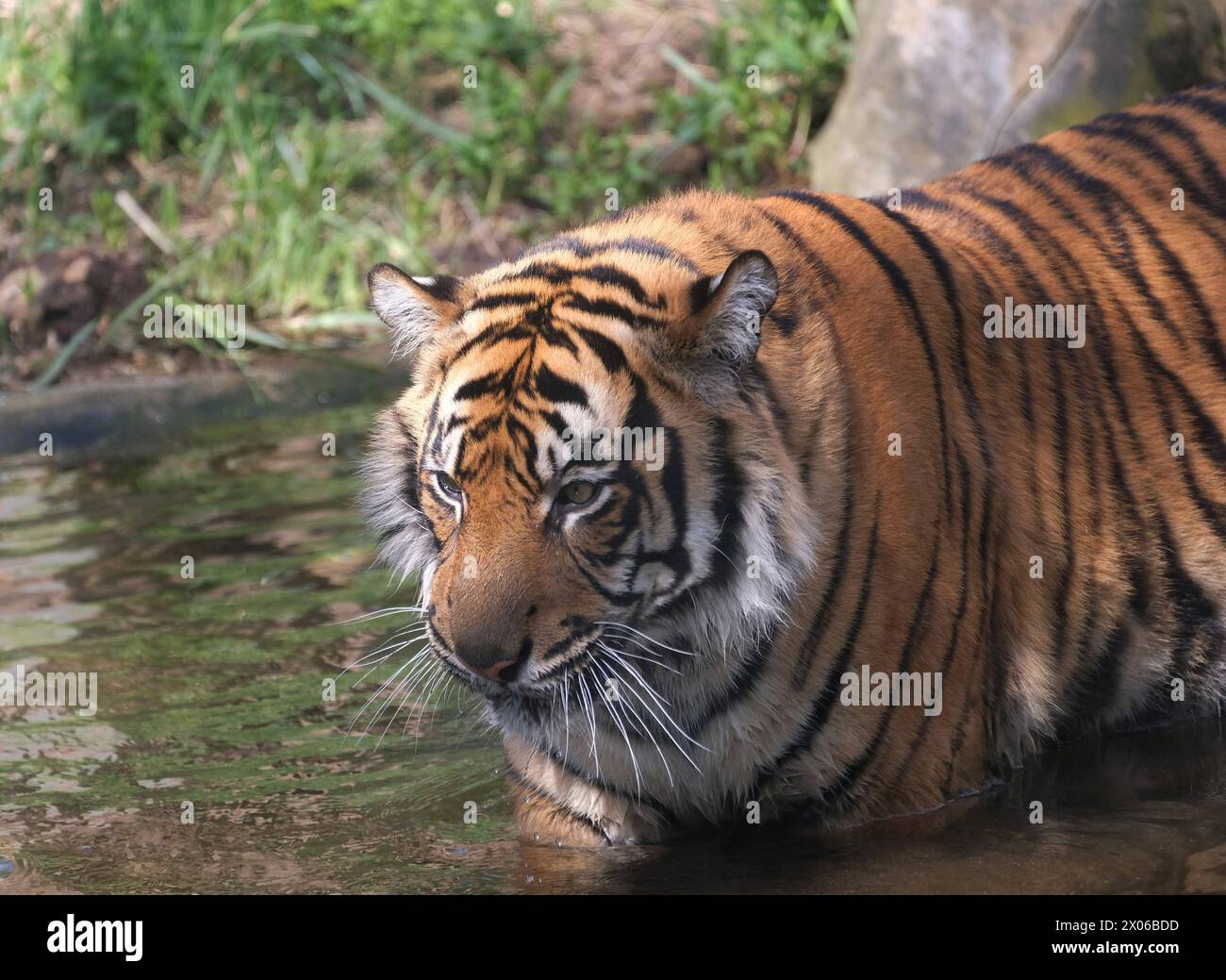 Sumatra-Tiger im Zoo Krefeld in verschiedenen Aktionen. Tiger *** Sumatran tigers at Krefeld Zoo in various tiger activities Stock Photo