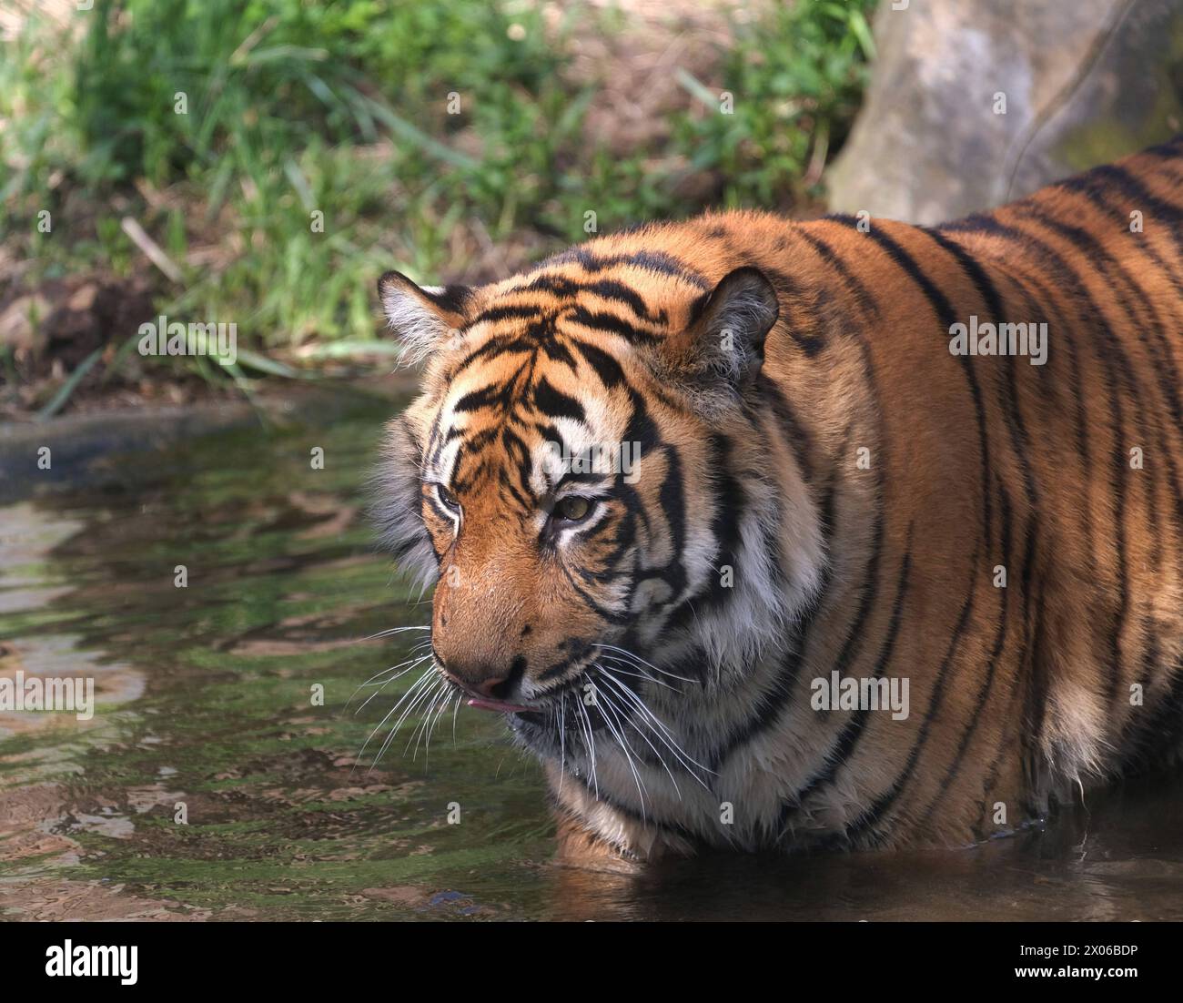 Sumatra-Tiger im Zoo Krefeld in verschiedenen Aktionen. Tiger *** Sumatran tigers at Krefeld Zoo in various tiger activities Stock Photo