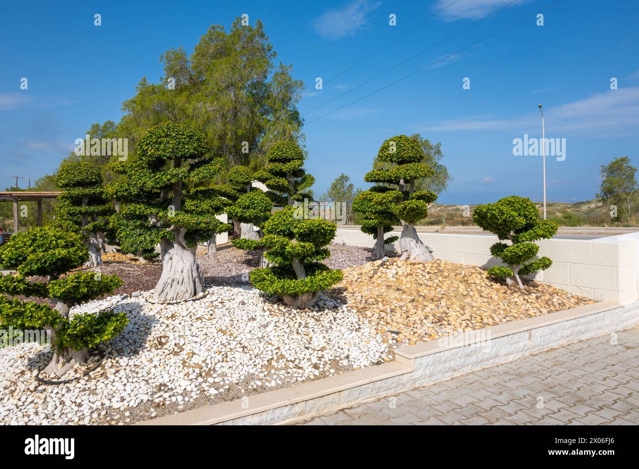 Green bonsai trees in the garden. Kos island, Greece Stock Photo