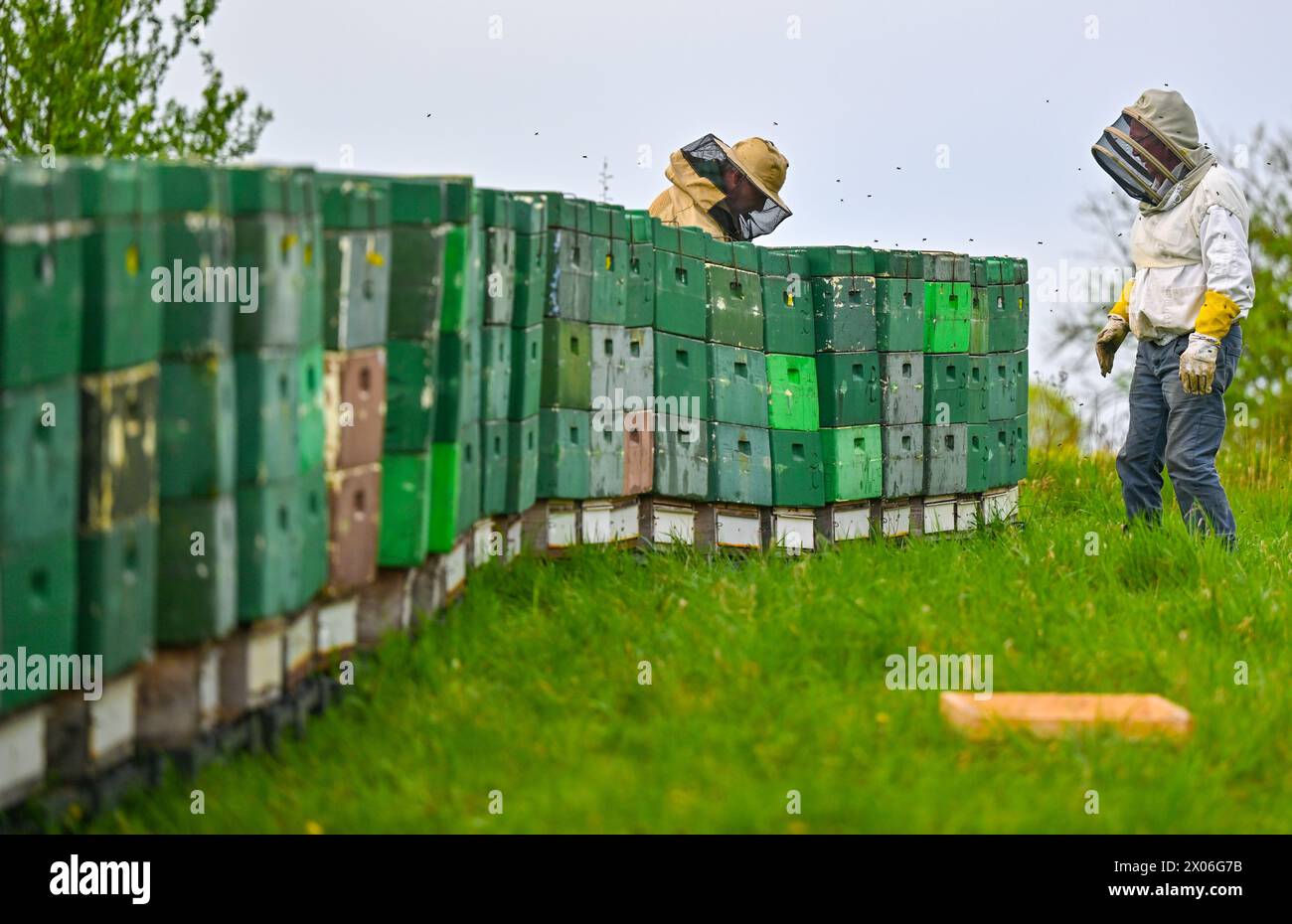10 April 2024, Brandenburg, Niederjesar: Lutz Theis (l), professional beekeeper, and his father Eberhard check hives (bee boxes) at the edge of a field. The Theis apiary is a so-called 'migratory apiary'. In beekeeping, migrating refers to moving bee colonies to a different location - to where the flowers are currently blooming. During the day, the bees bring nectar, water and pollen (pollen) to the honeycomb and overnight they process it into honey. A bee colony consists of a queen, several hundred drones and 30,000 to 60,000 worker bees. The flight radius of the bees is around three kilomete Stock Photo