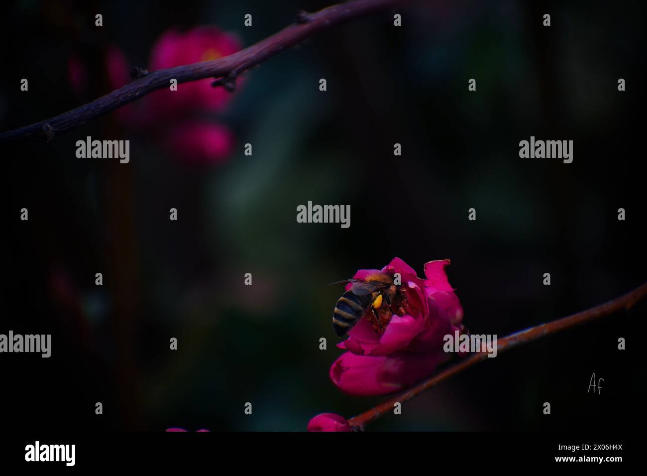a bee taking pollen from a pink flower Stock Photo