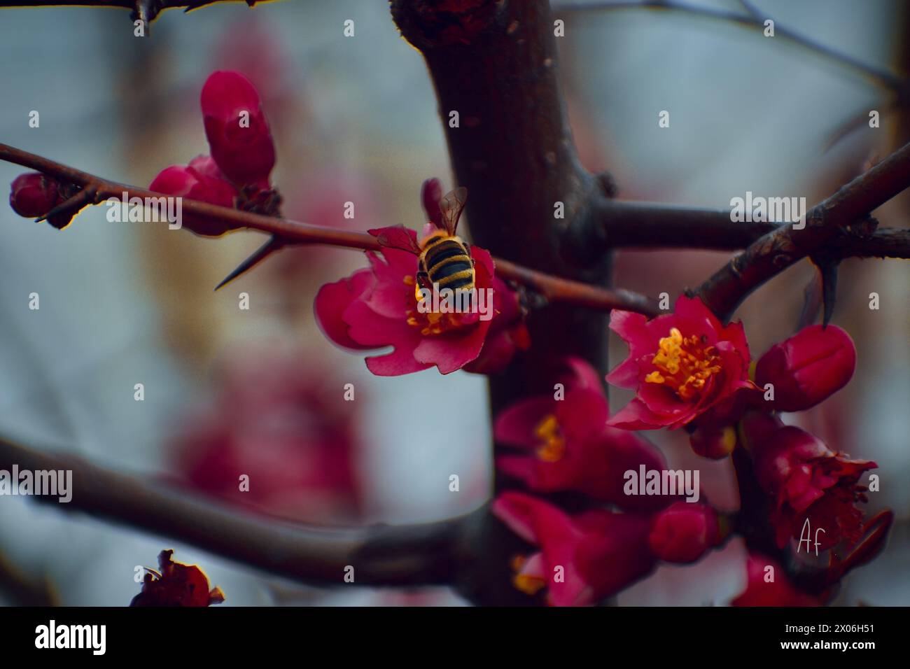 a bee taking pollen from a pink flower Stock Photo