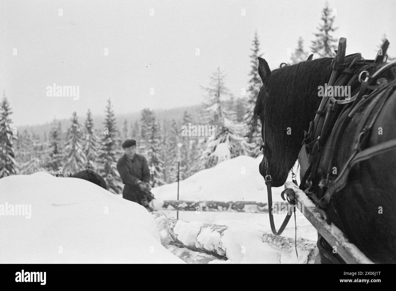 Actual 03- 1948: Precious currency is disappearing in the snow. After the worst dry summer in living memory, Eastern Norway is now drowning in snow. The snowfall puts severe obstacles in the way of forestry work, and the chances of succeeding in the winter's felling plan disappear in the snowdrifts. The masses of snow make forest work an inhuman toil for both horse and man, — and the result is still meager.PHOTO: Sverre A. Børretzen / Aktuell / NTB ***Photo is not image processed***    This text has been automatically translated! Stock Photo