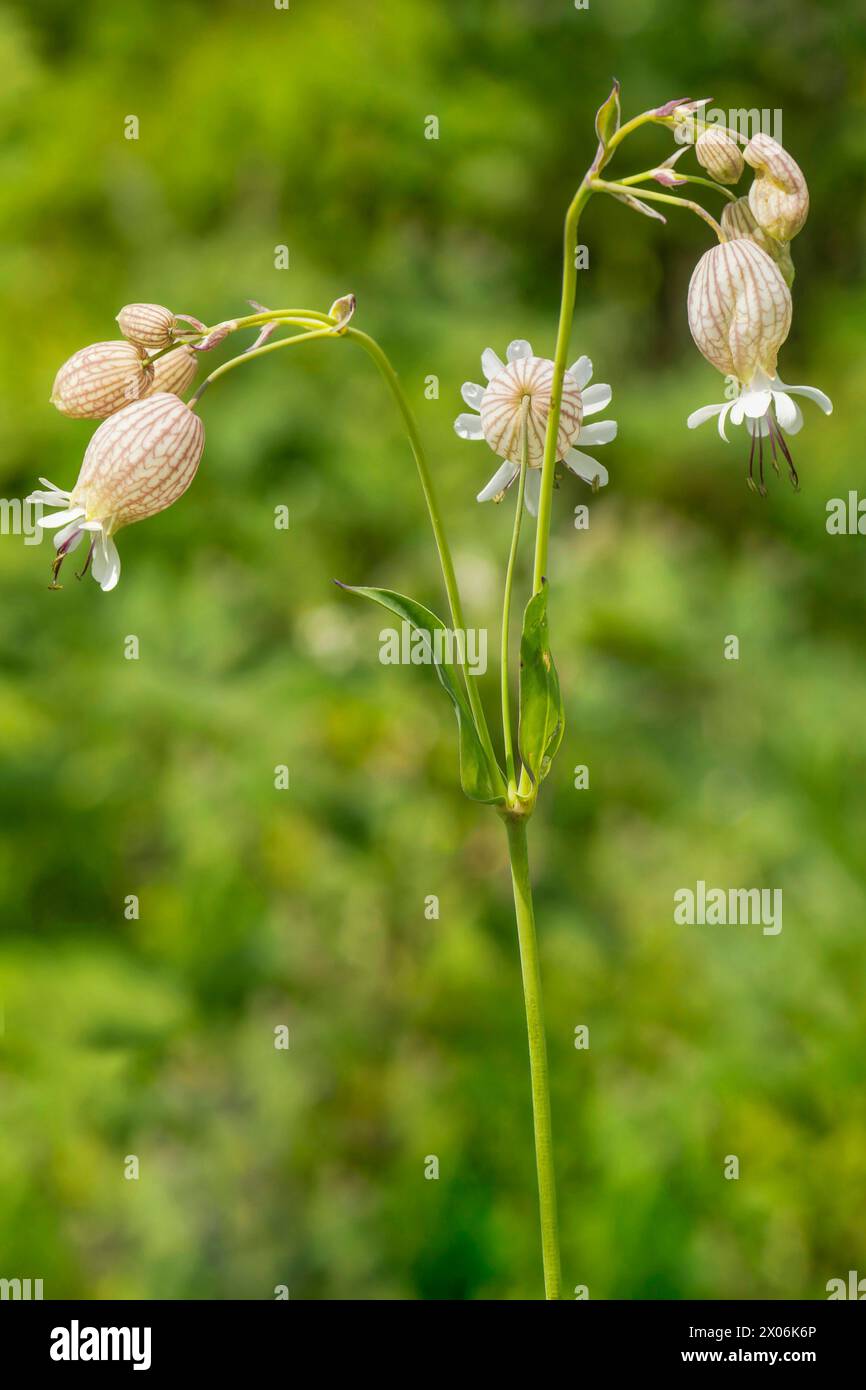 bladder campion, maiden's tears (Silene vulgaris, Silene inflata), blooming, Austria, Tyrol Stock Photo