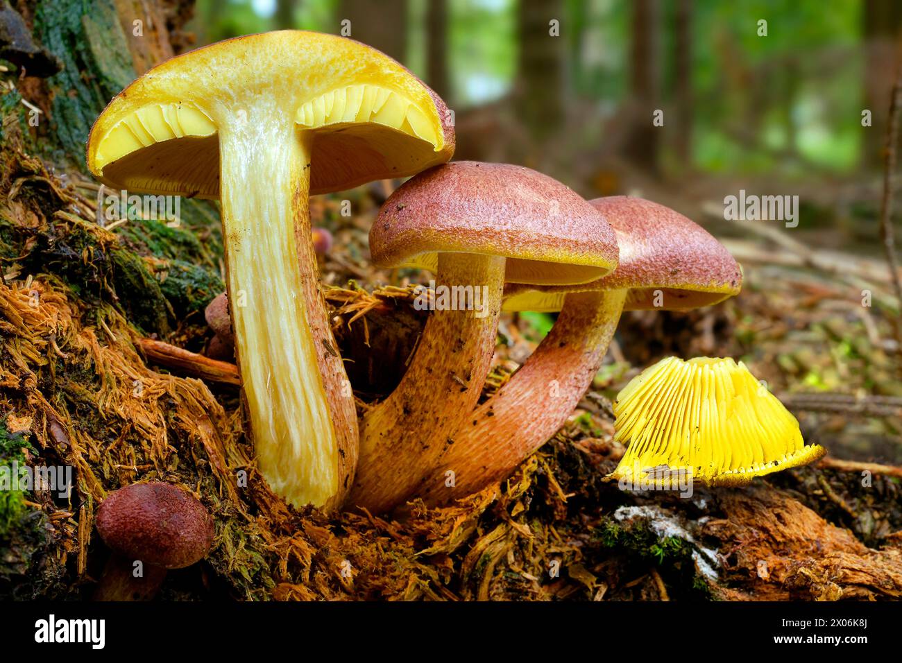 Plums and Custard, Red-haired agaric (Tricholomopsis rutilans, Tricholomopsis variegata, Tricholoma rutilans), red-haired agaric in coniferous forest, Stock Photo