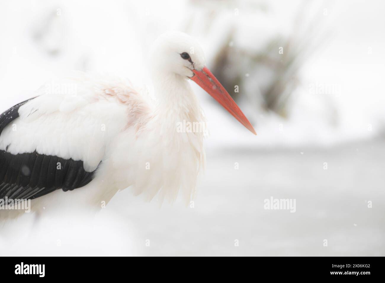 white stork (Ciconia ciconia), in the snow, side view, Germany, Bavaria Stock Photo