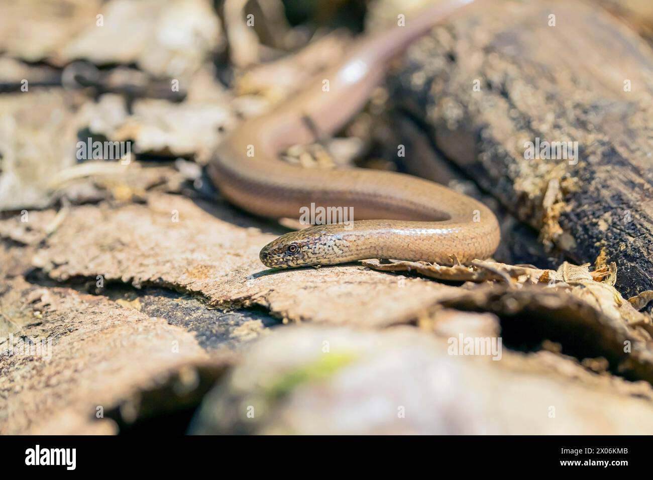 Anguis Fragilis Pond Hi res Stock Photography And Images Alamy anguis-fragilis-pond-hi-res-stock-photography-and-images-alamy
