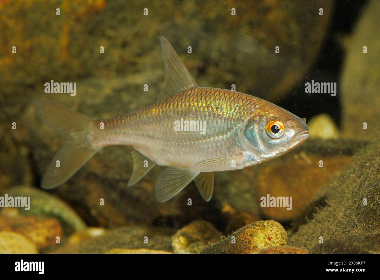 roach, Balkan roach (Rutilus rutilus, Leuciscus rutilus), swimming ...