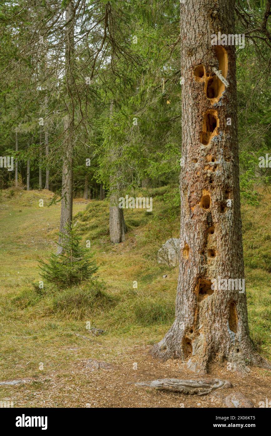 Norway spruce (Picea abies), spruce trunk with many woodpecker holes, Italy, South Tyrol, Dolomites Stock Photo