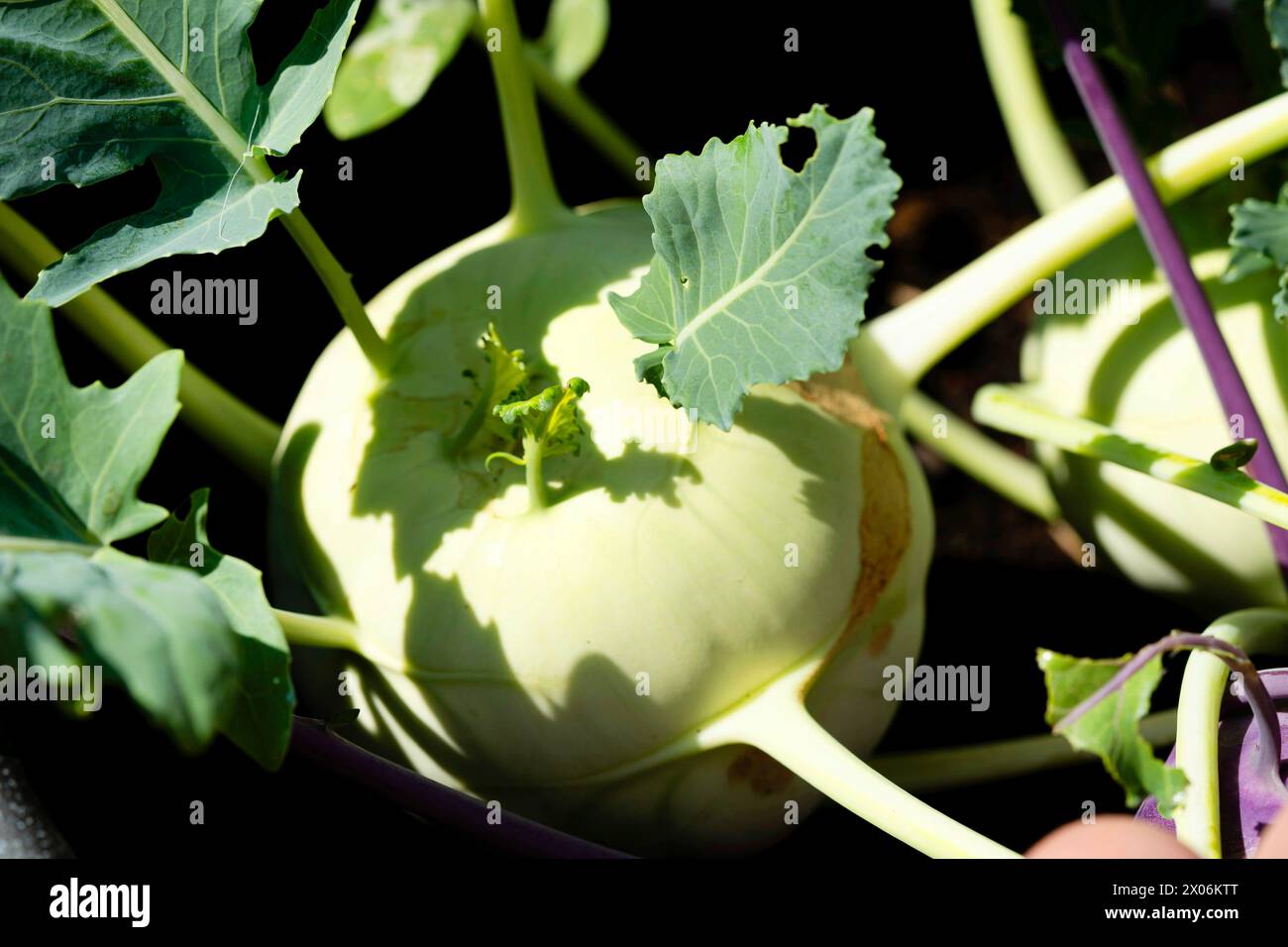 Kohl rabi, German turnip, turnip cabbage (Brassica oleracea convar. acepala var. gongylodes, Brassica oleracea var. gongylodes), white kohlrabi in the Stock Photo