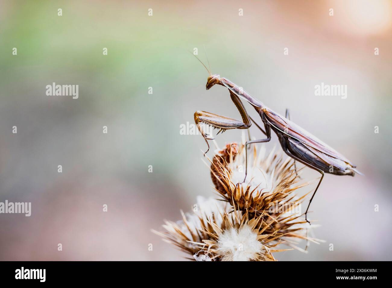 European preying mantis (Mantis religiosa), sitting on a thistle, Italy, Sardegna Stock Photo