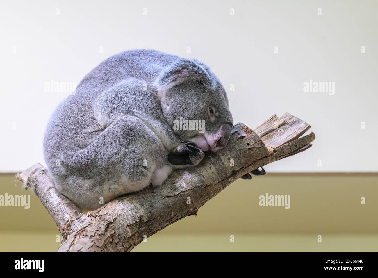 A cute little koala (Phascolarctos cinereus) sleeping on a tree in a zoo Stock Photo