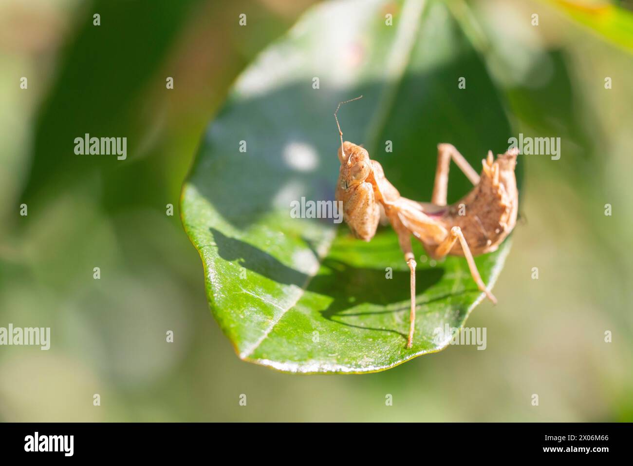 European preying mantis (Mantis religiosa), on a leaf, side view, Italy Stock Photo