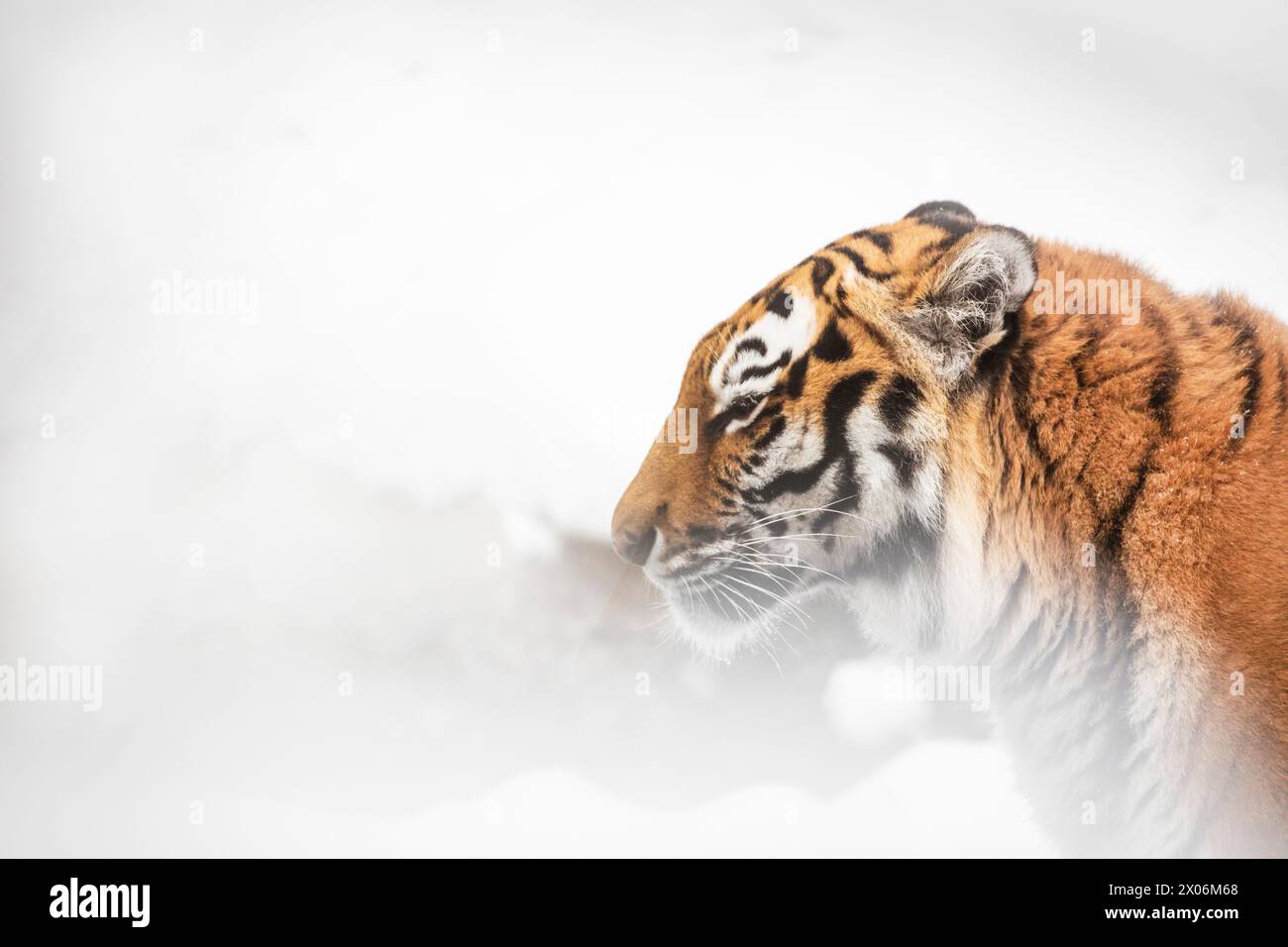 Siberian tiger, Amurian tiger (Panthera tigris altaica), Portrait in the snow, side view Stock Photo