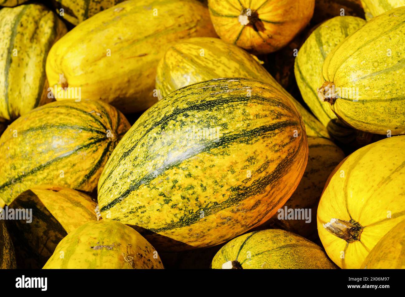 marrow, field pumpkin (Cucurbita pepo), Spaghetti squashes Stock Photo