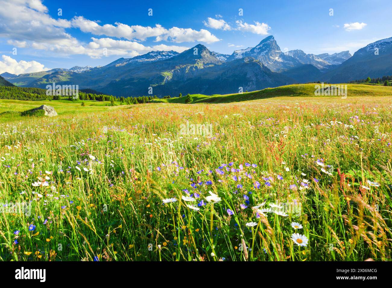 meadow cranesbill (Geranium pratense), blooming mountain meadow, Alp Flix, Switzerland, Grisons Stock Photo