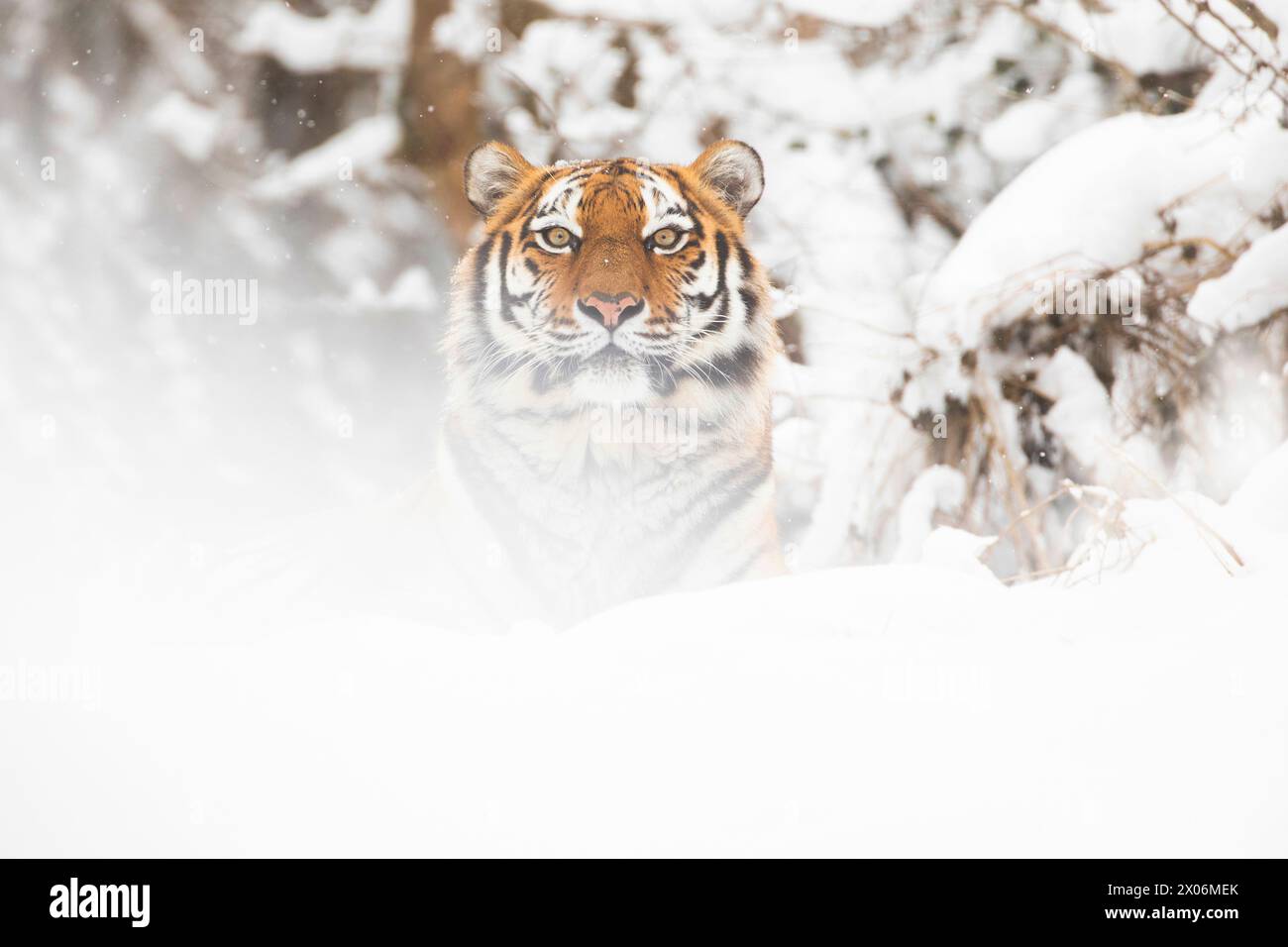 Siberian tiger, Amurian tiger (Panthera tigris altaica), looks out from behind the snow Stock Photo