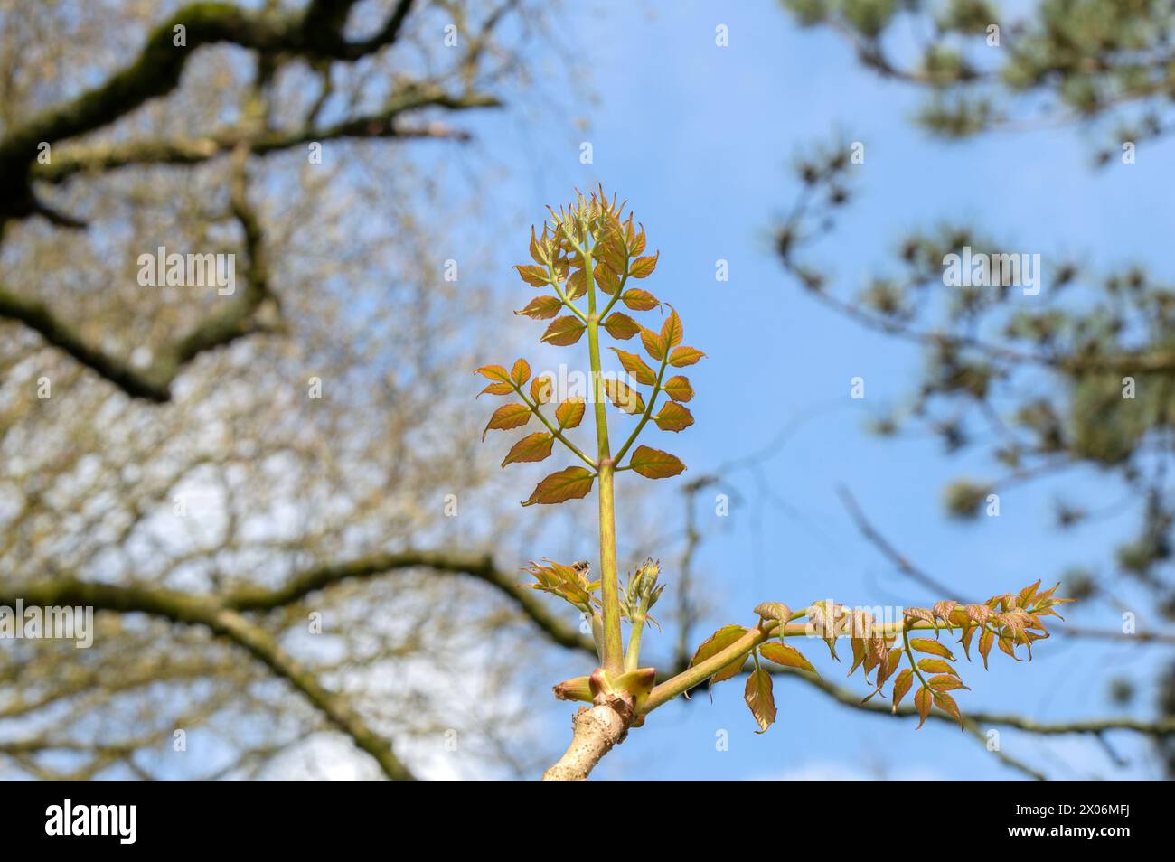 Close Up Brach Of A Aralia Elata Tree At Amsterdam The Netherlands 4-4-2024 Stock Photo