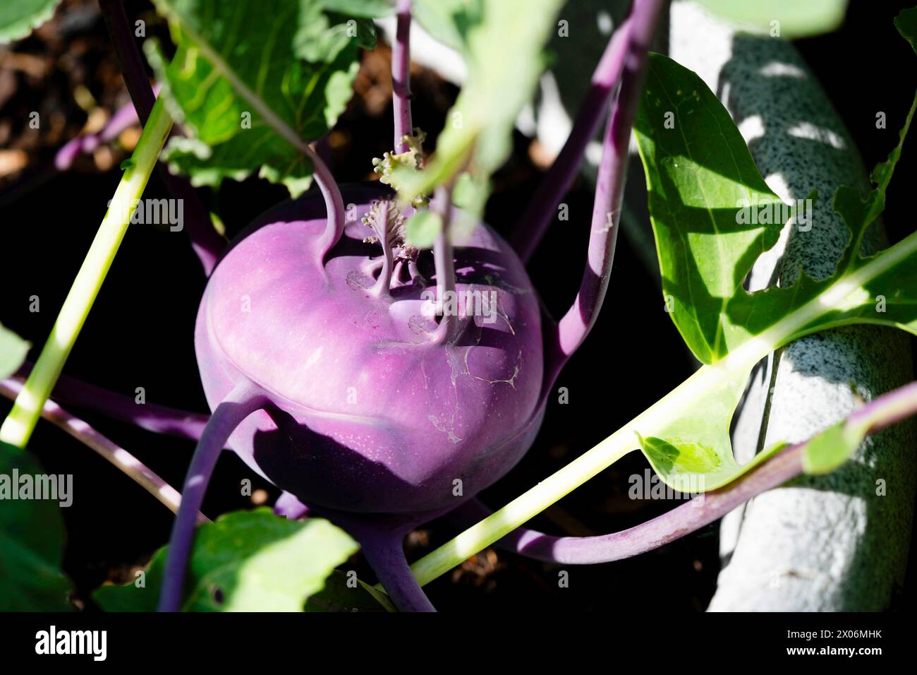 Kohl rabi, German turnip, turnip cabbage (Brassica oleracea convar. acepala var. gongylodes, Brassica oleracea var. gongylodes), purple kohlrabi in th Stock Photo