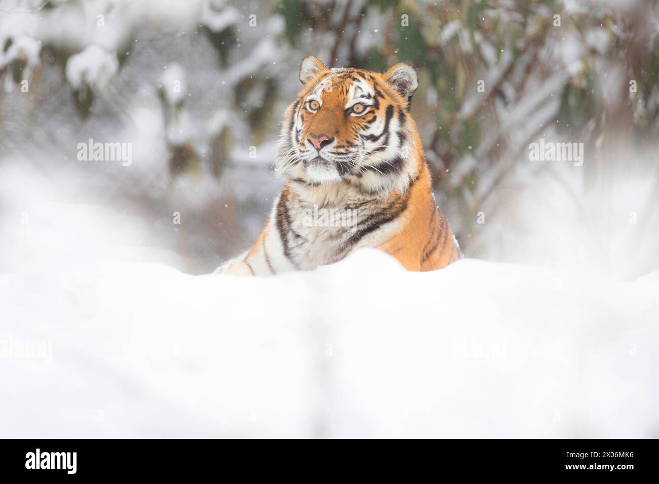 Siberian tiger, Amurian tiger (Panthera tigris altaica), looks out from behind the snow Stock Photo