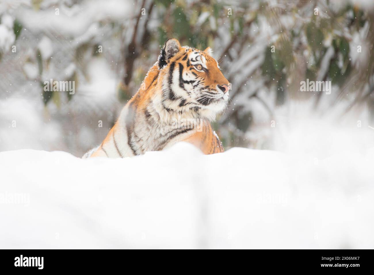 Siberian tiger, Amurian tiger (Panthera tigris altaica), looks out from behind the snow Stock Photo