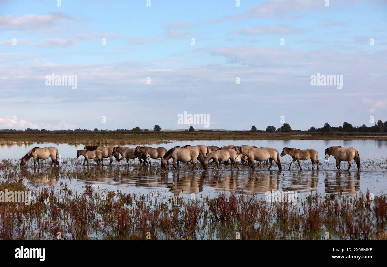 Konik horse, Konik,Polish Konik (Equus przewalskii f. caballus), Konik horses are walking in shallow water, Netherlands, Lauwersmeer National Park Stock Photo