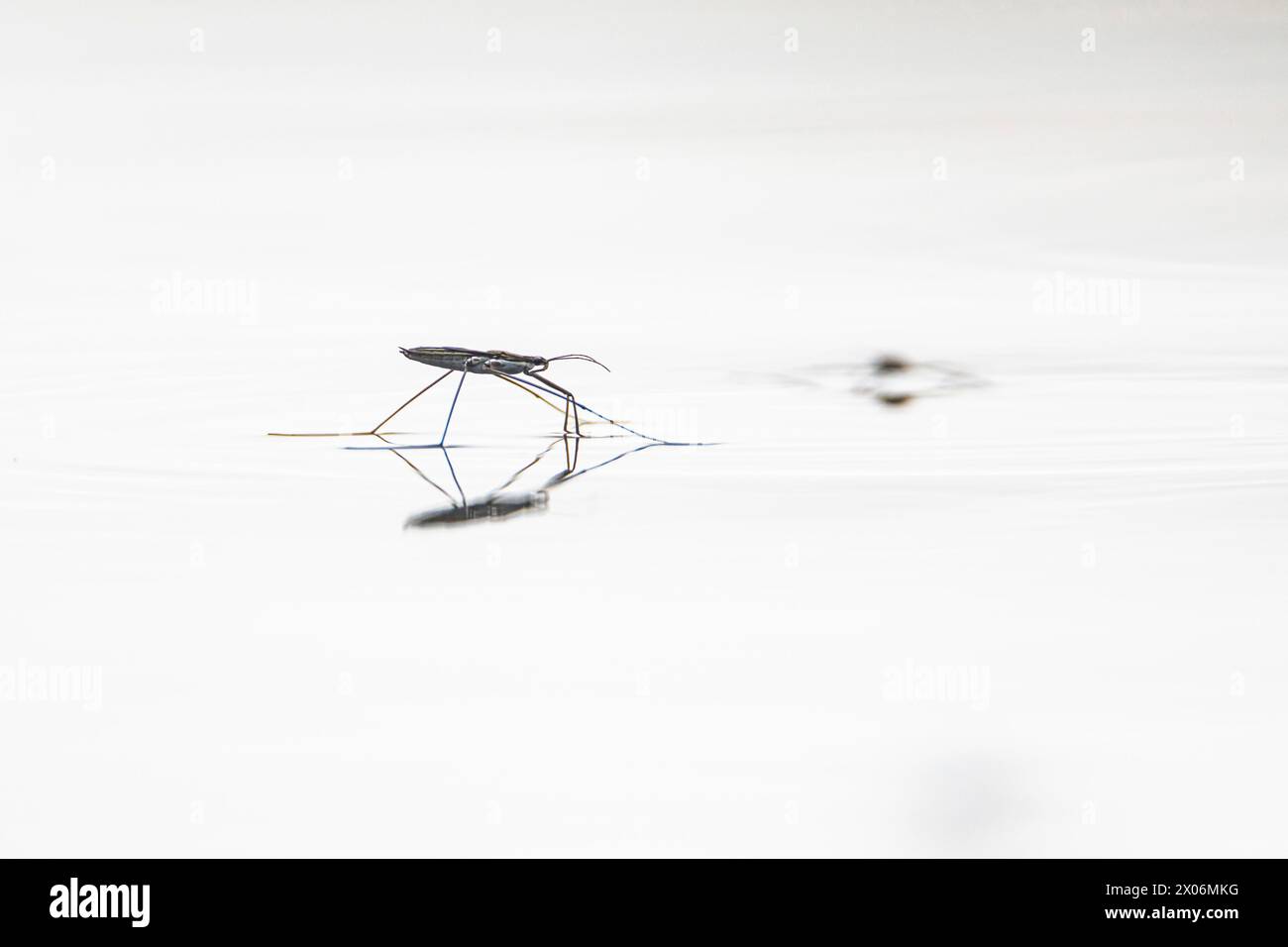 pond skater, water strider, pond skipper (Gerris lacustris), walking on the water surface, Germany, Bavaria, Oberbayern, Upper Bavaria Stock Photo