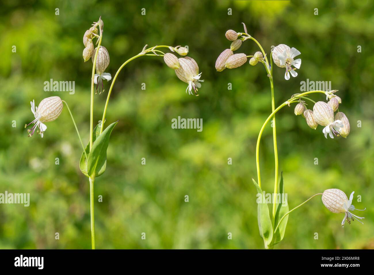 bladder campion, maiden's tears (Silene vulgaris, Silene inflata), blooming, Austria, Tyrol Stock Photo