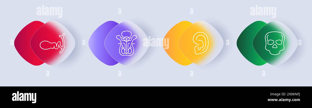 Organs set icon. Female reproductive organ, pelvis, ear, skeleton, skull, gradient, flat design. Nurturing and attending to one's physical and reprodu Stock Vector