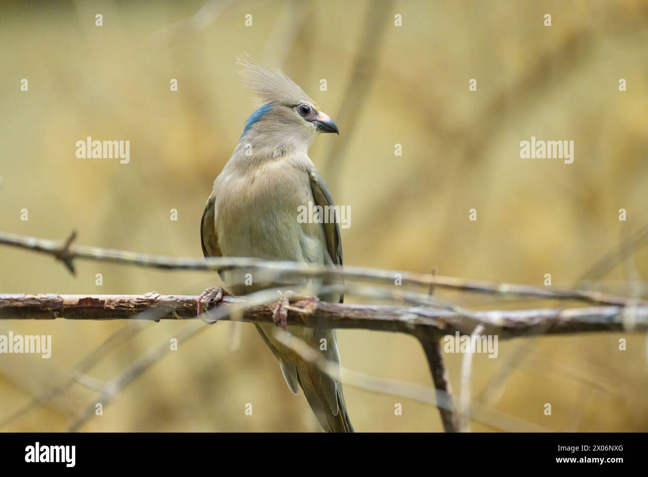 A blue naped Mousebird sitting on a branch in a zoo Stock Photo