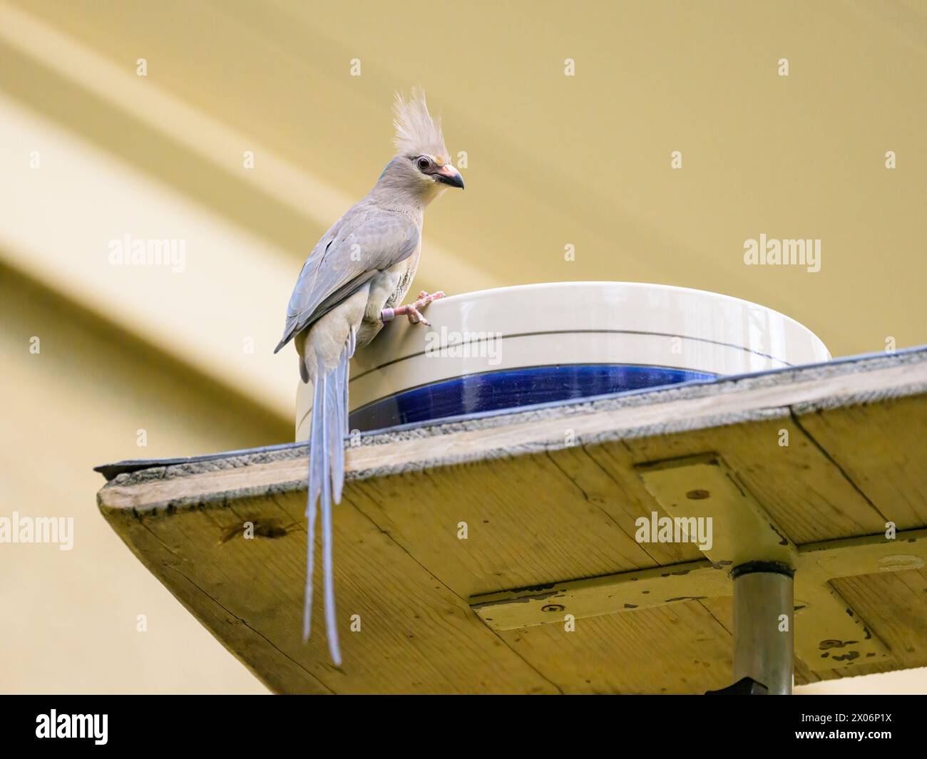 A blue naped Mousebird sitting on a bowl in a zoo Stock Photo