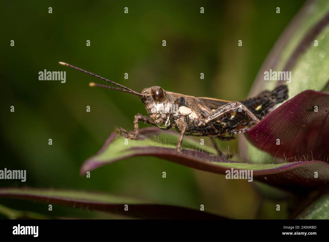 Short-horned grasshopper, Traulia ornata macro shot, close-up of a grasshopper Stock Photo