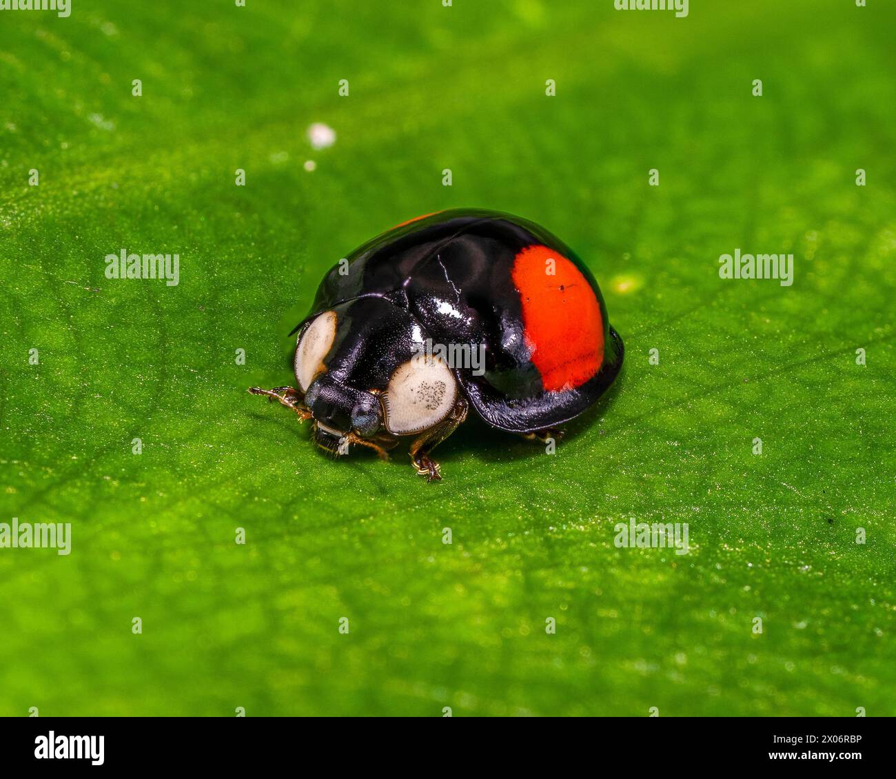Cactus Lady Beetle macro shot on a green leaf Stock Photo