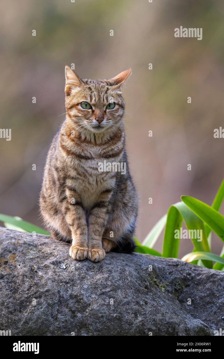 Cat sitting on a rock curious Stock Photo
