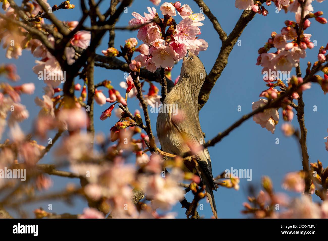Chestnuttailed Starling, Sturnia malabarica, bird eating nectar from