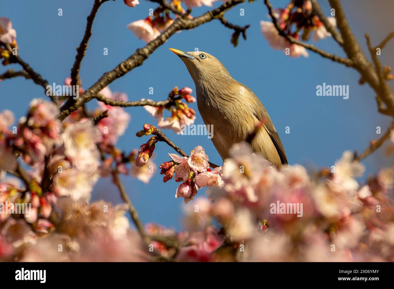 Chestnuttailed Starling, Sturnia malabarica, bird eating nectar from