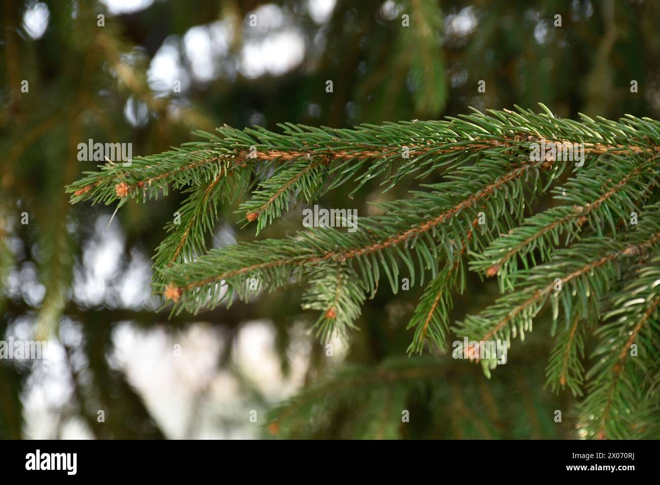 Fir tree with cones, conifer tree branches, early spring nature, fir needles, evergreen tree, spruce, coniferous forest, sunlight. Stock Photo