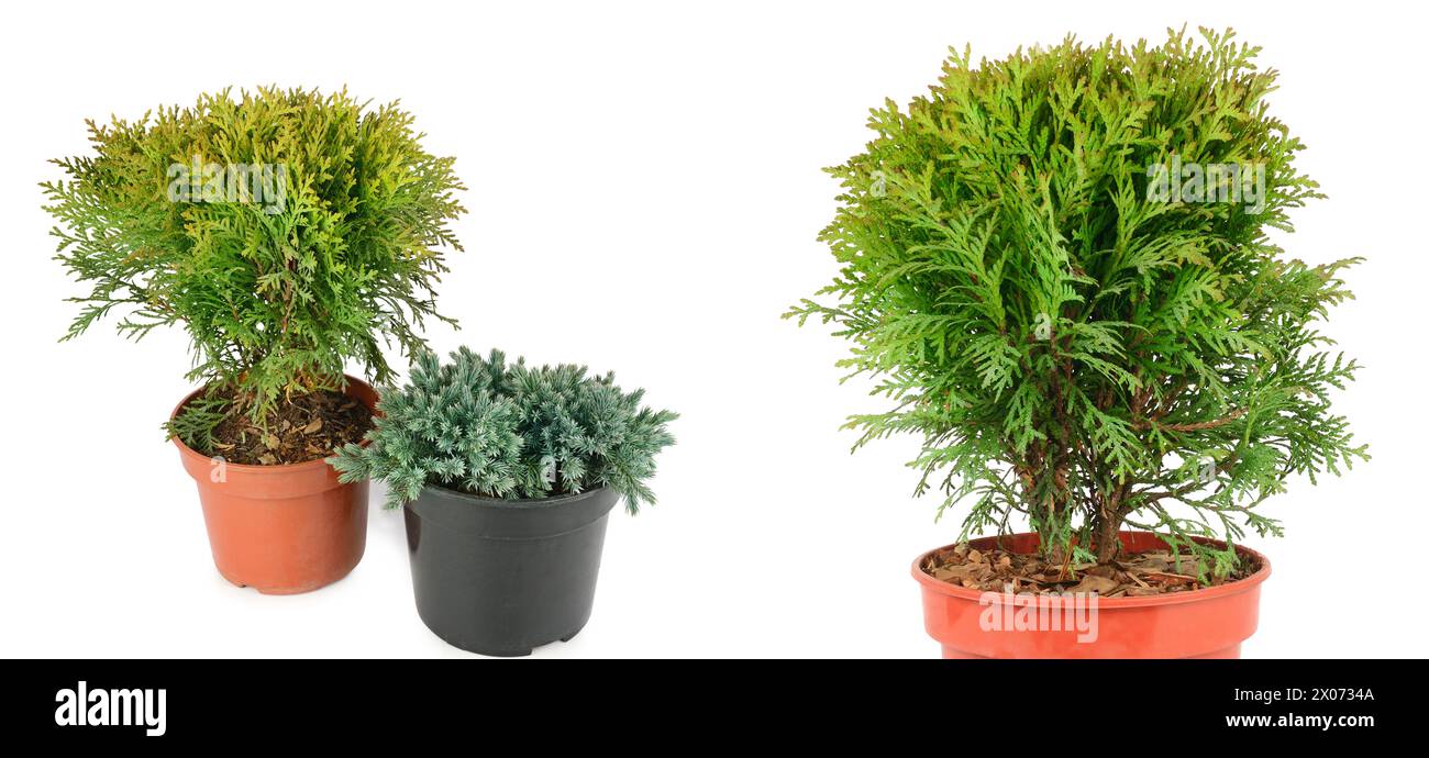 Thuja garden bush and cypress in a pots isolated on white background. There is free space for text. Collage. Wide photo. Stock Photo