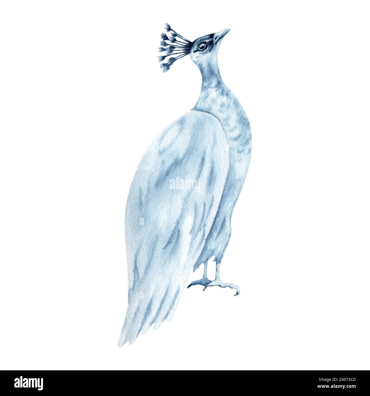 White peafowl watercolor illustration. Hand drawn bird painting isolated on white background. Indigo Blue Monochrome elegant beauty symbol for fashion Stock Photo