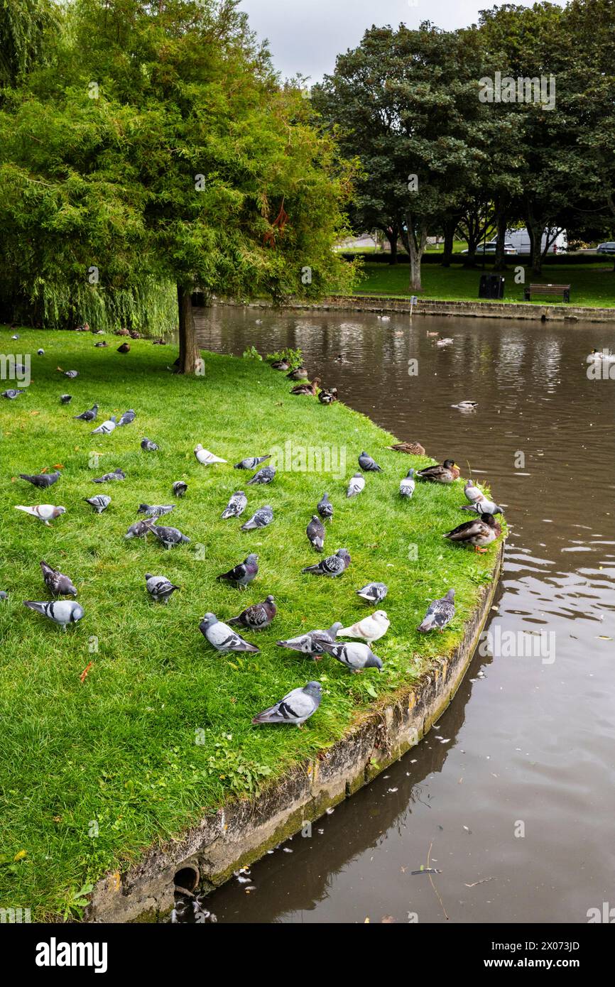 Wild Pigeons Feeding On The Banks Of A Lake In Trenance Gardens In wild-pigeons-feeding-on-the-banks-of-a-lake-in-trenance-gardens-in