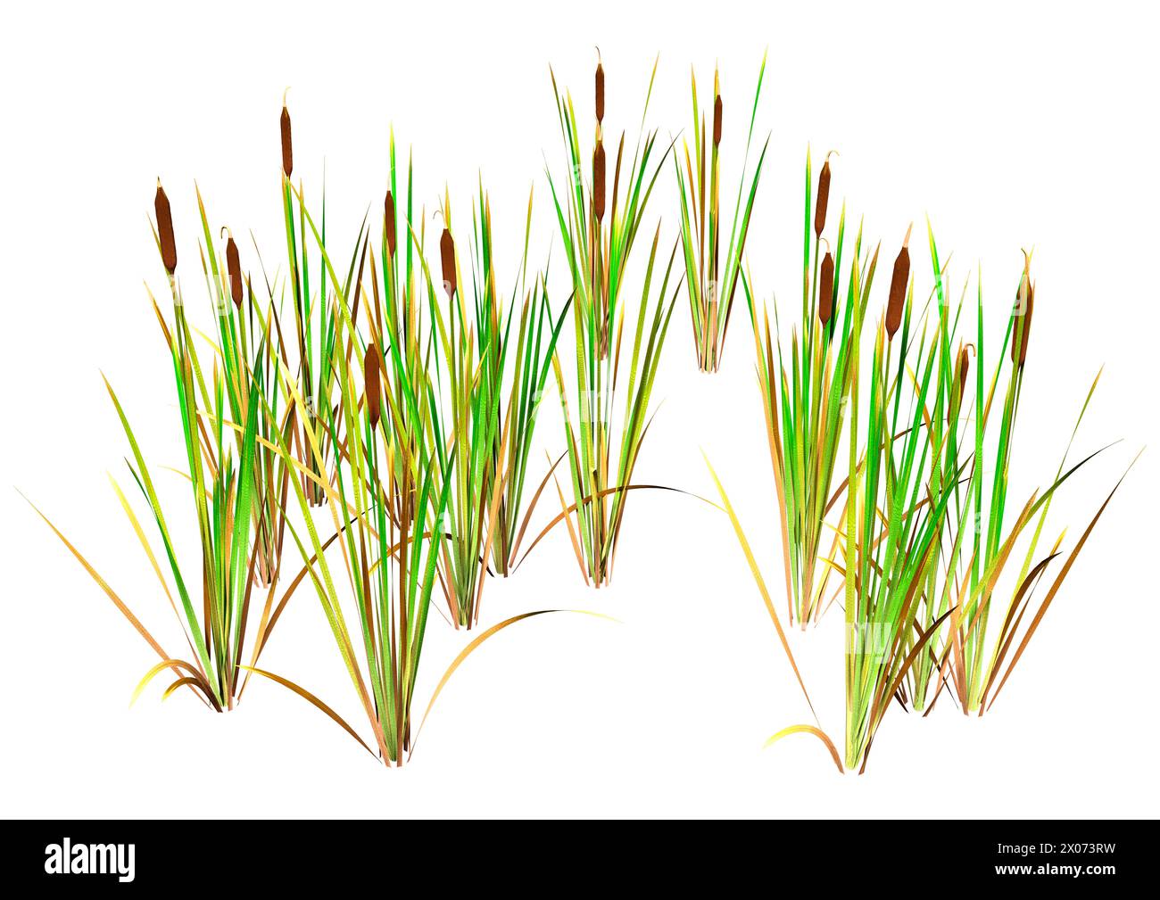 3D rendering of bulrush plants isolated on white background Stock Photo ...