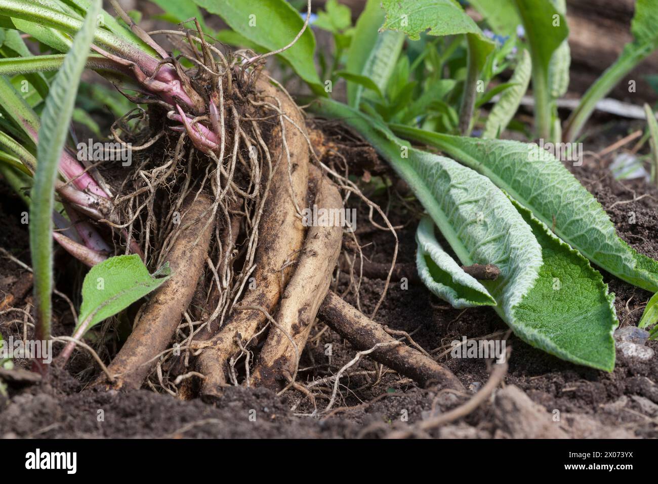 Alant, Echter Alant, Wurzel, Wurzeln, Wurzelstock, Wurzelernte ...